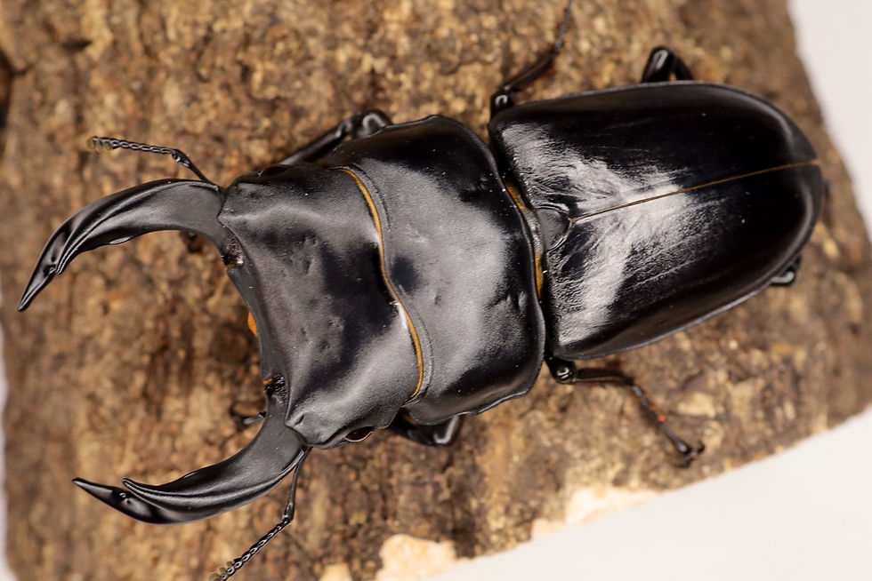 上2個体に見られるような、顎開き時の厳つさも発現