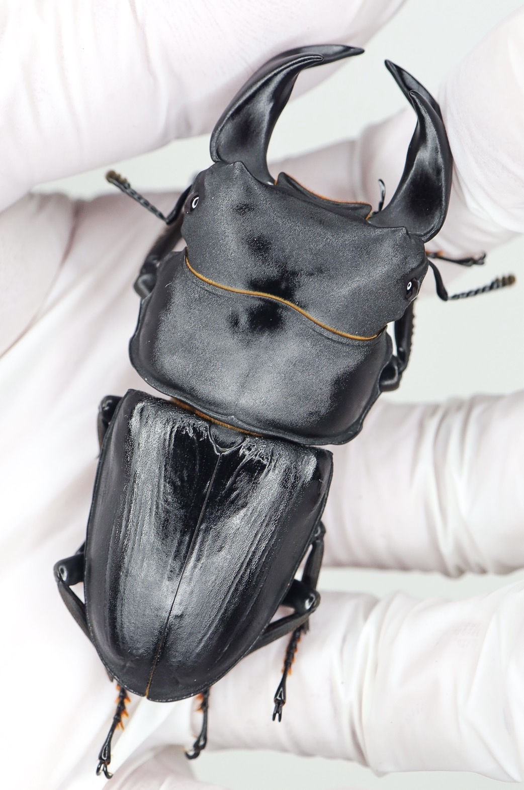 【7/28販売解禁】25新成虫特選一点物 夏No.16 GX50-X(X8.03⑦) オス単