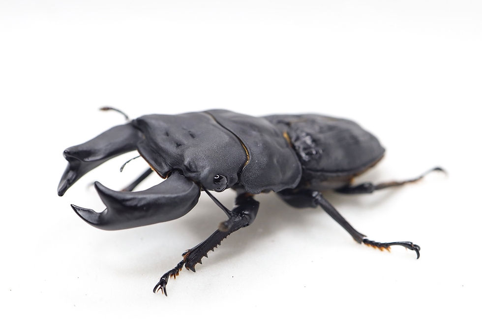 25新成虫特選一点物 夏No.41 GX50-X(X8.03⑪)トリオ