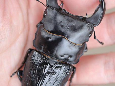 【本店ストック成虫No.41】S76改