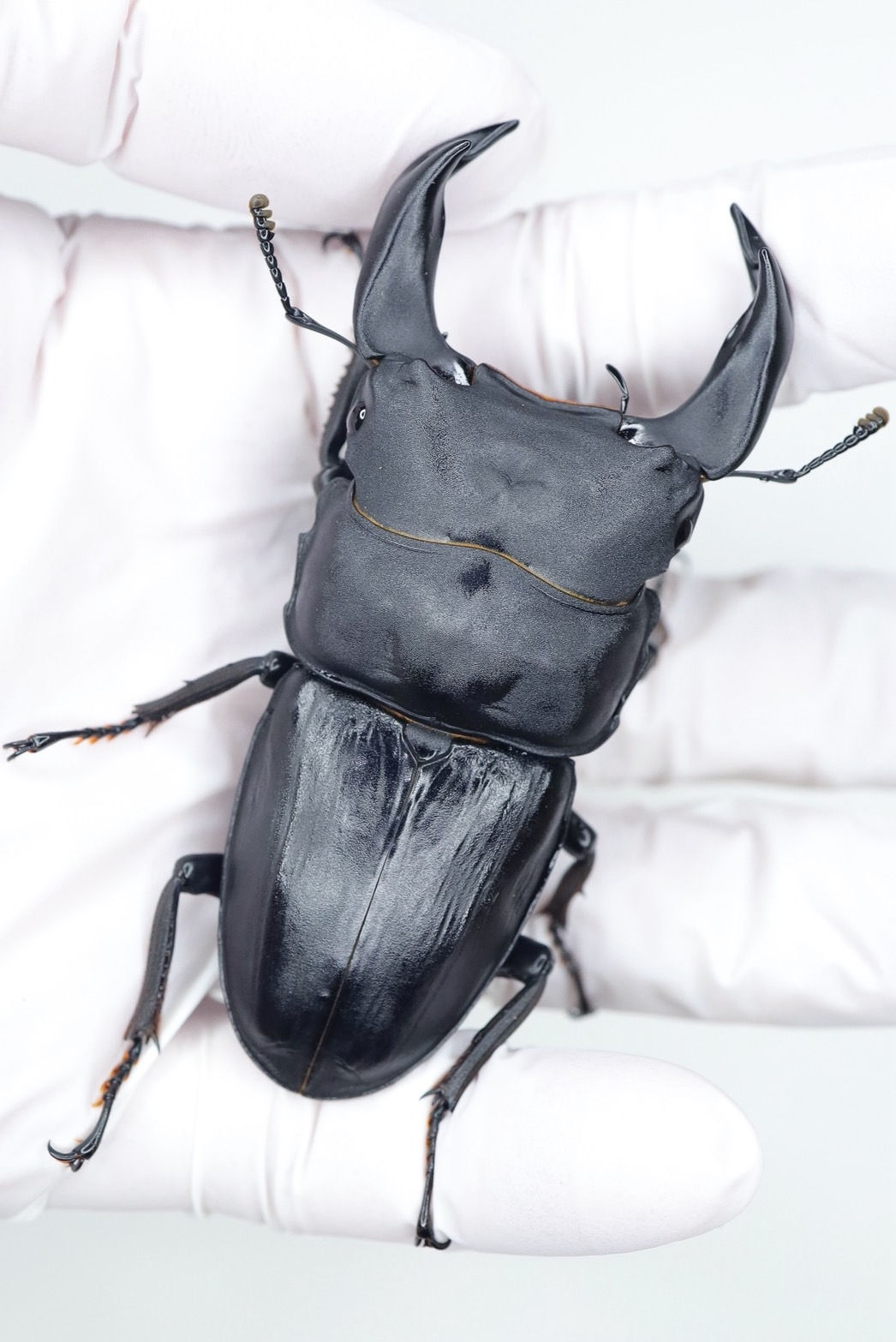 【7/29販売解禁】25新成虫特選一点物　夏No.19　GX50-X(X8.03⑪) オス単