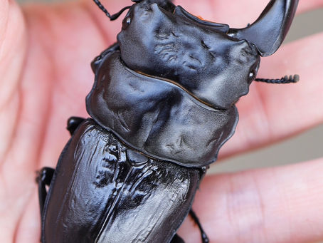 24新成虫特選一点物 ♠7.8 秋No.5 ♠7.8①ペア