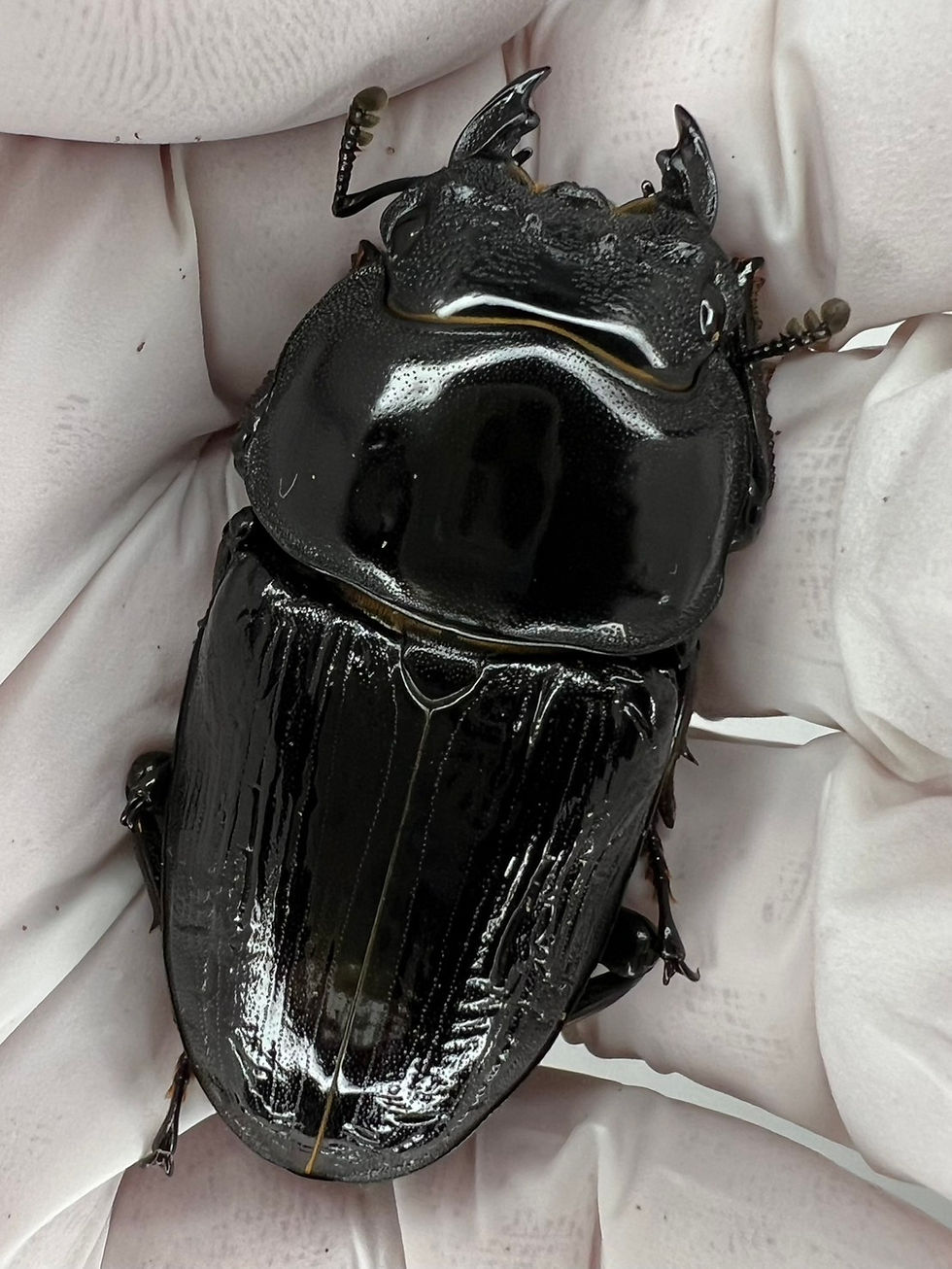 【8/8販売解禁】25新成虫特選一点物 夏No.25 超血統KXX8.3-LBメス単