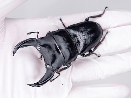 25新成虫特選一点物　夏No.9　GX50-X(X8.4⑤)　オス単