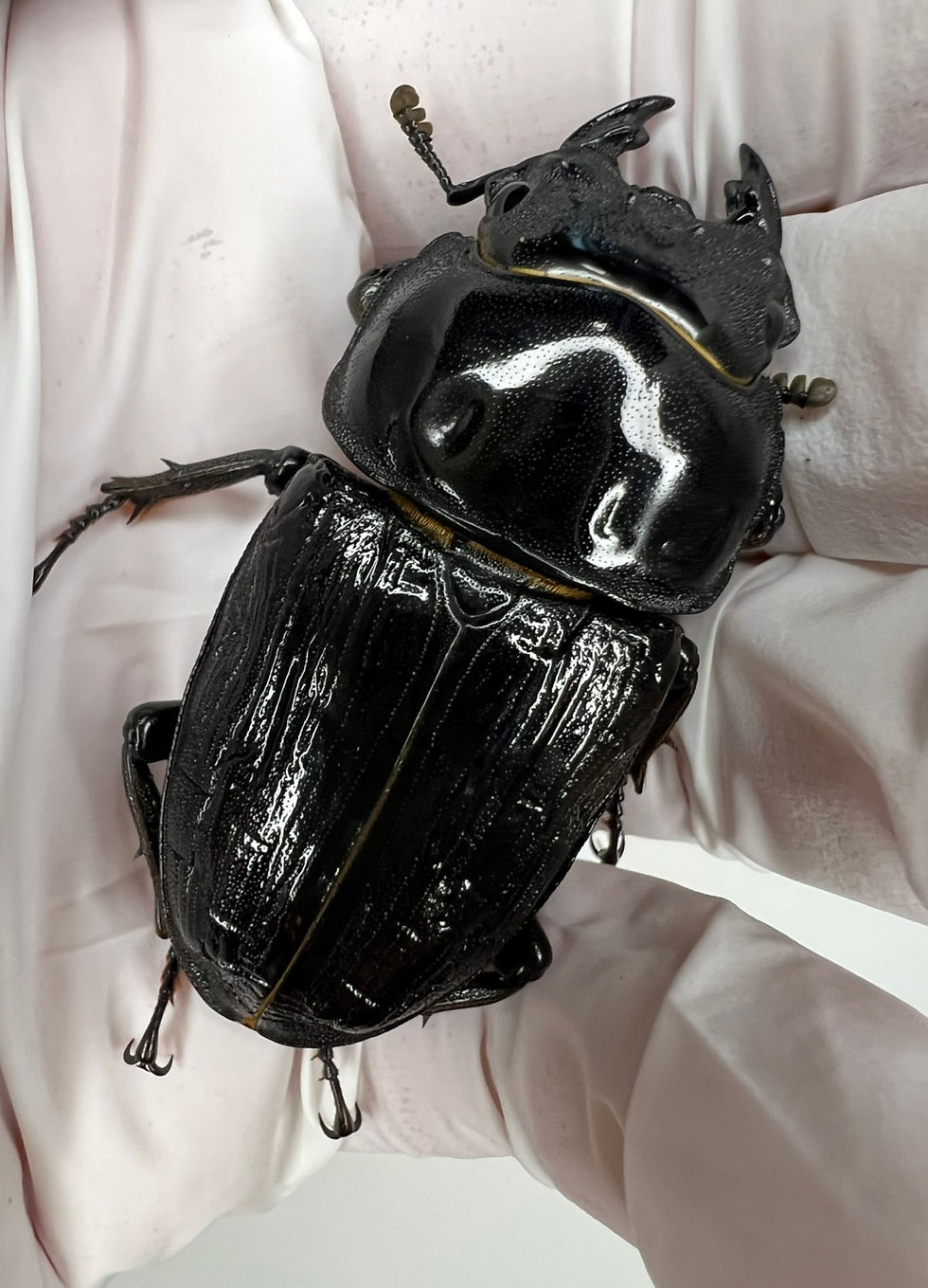 【8/8販売解禁】25新成虫特選一点物 夏No.44 GX50-X(X8.03⑪)メス単