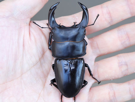 24新成虫特選一点物 GX50-yyii8.1M 秋追加No.8 M⑨ ペア