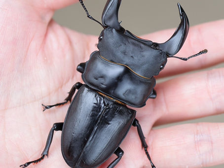 ☆譲渡済☆【24本店ストック成虫No.45】BT68