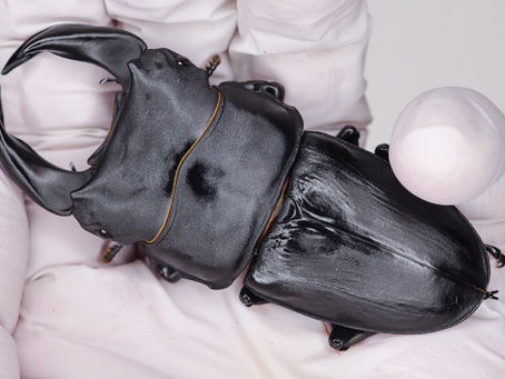 25新成虫特選一点物　秋No.3　GX50-X(X8.03⑪) オス単