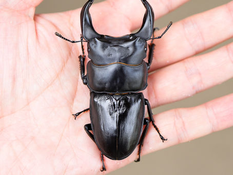 24新成虫特選一点物 ♠7.8 秋No.16 ♠7.8⑤ペア