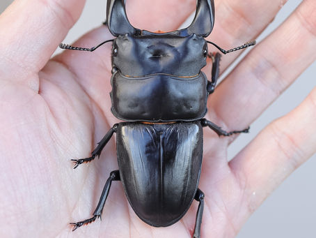 23新成虫特選一点物 KX303 秋オス単No.11