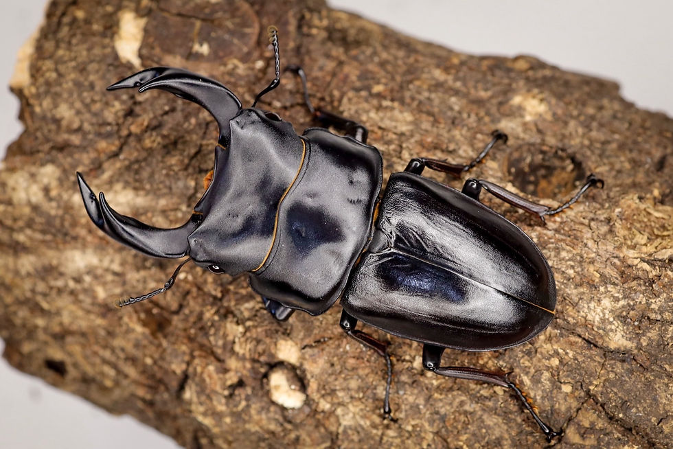 光沢が強い肌質が美しさを引き立てる
