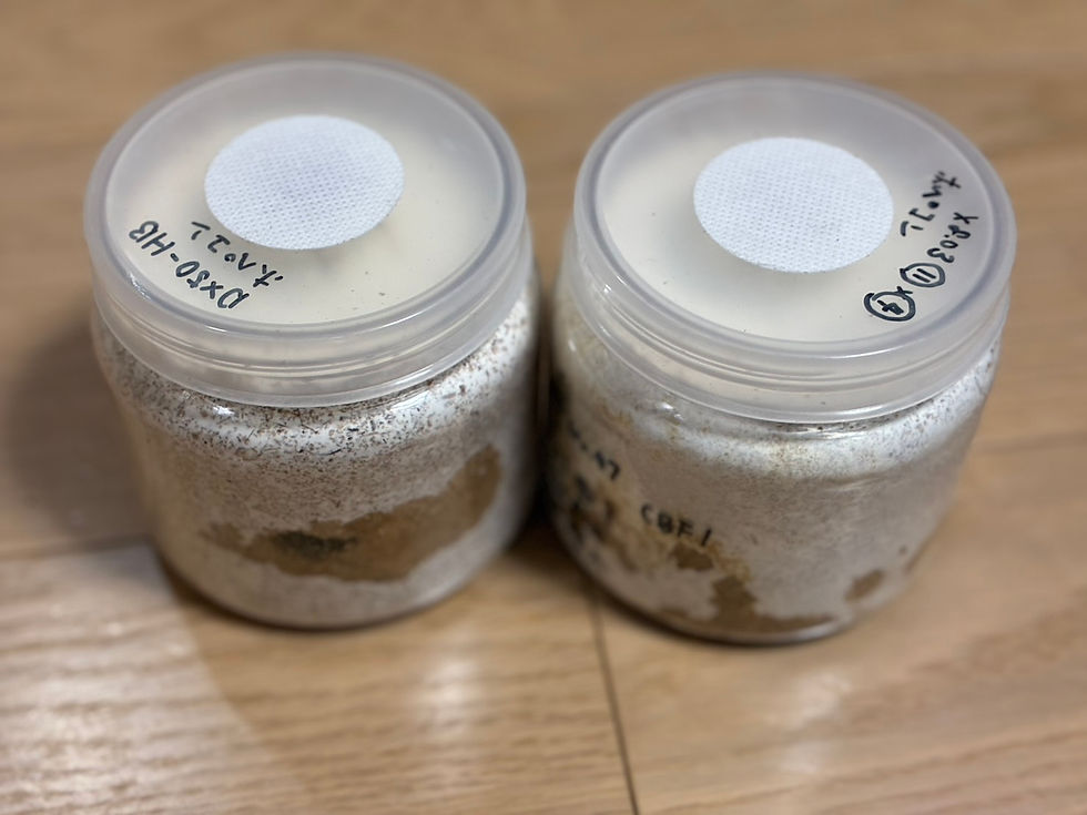 幼虫2セットが余ってしまっている