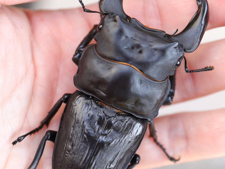 譲渡不可【24本店ストック成虫No.53】♠7.8③