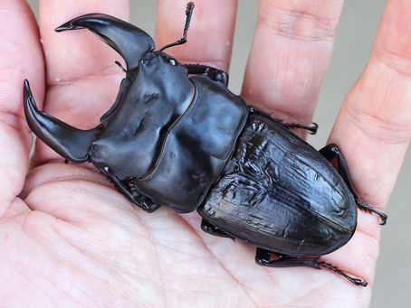 24新成虫特選一点物 GX50-yyii8.1M 秋追加No.1 M① ペア