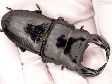 【先行予約】DX50極上トリオ