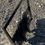 Thumbnail: 2024 Mini Skid Steer Loader Forks