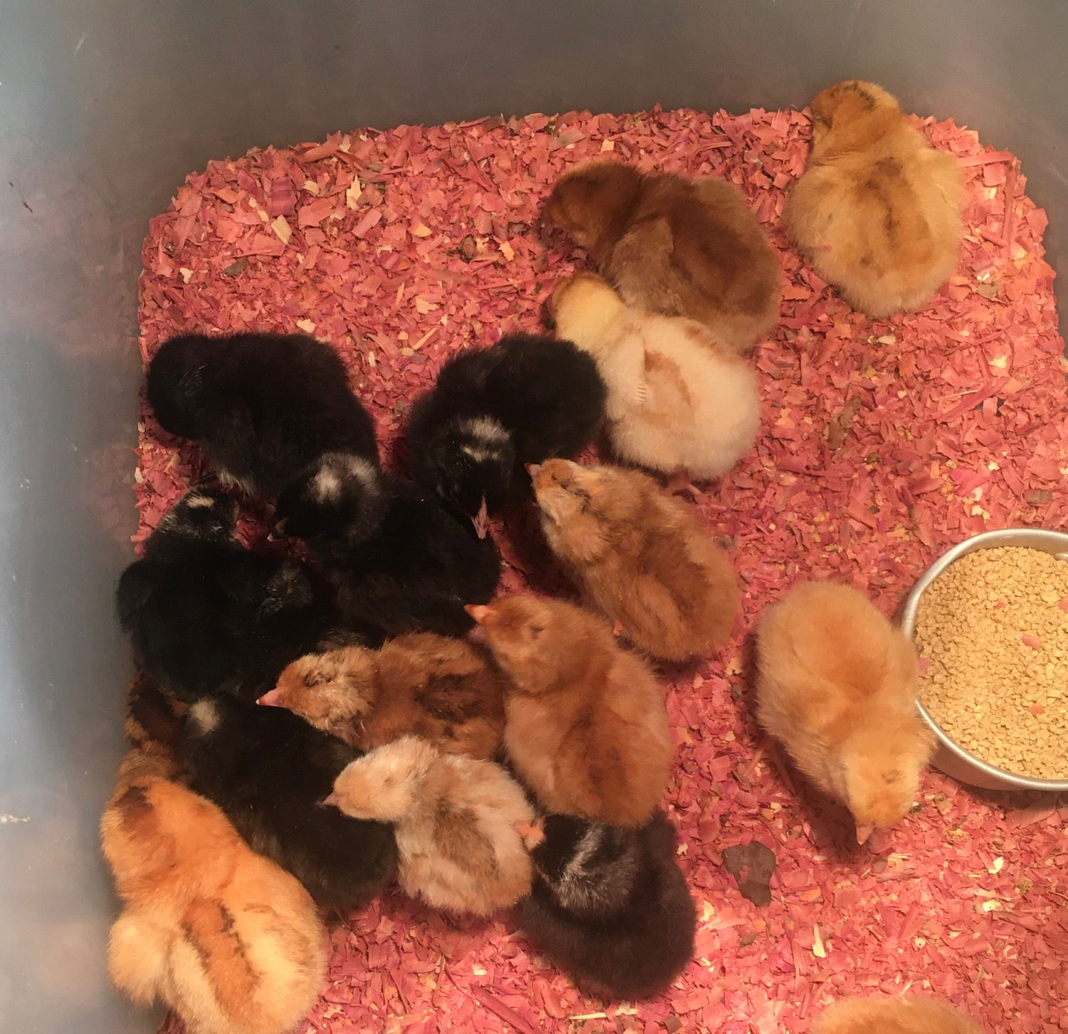 Production Laying Chicks