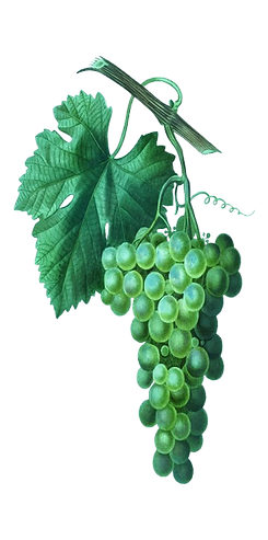 Quinta do Cota - Castas
