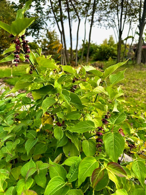 plante d'arbre aux faisans bio de la pépinière Le jardin aromatique