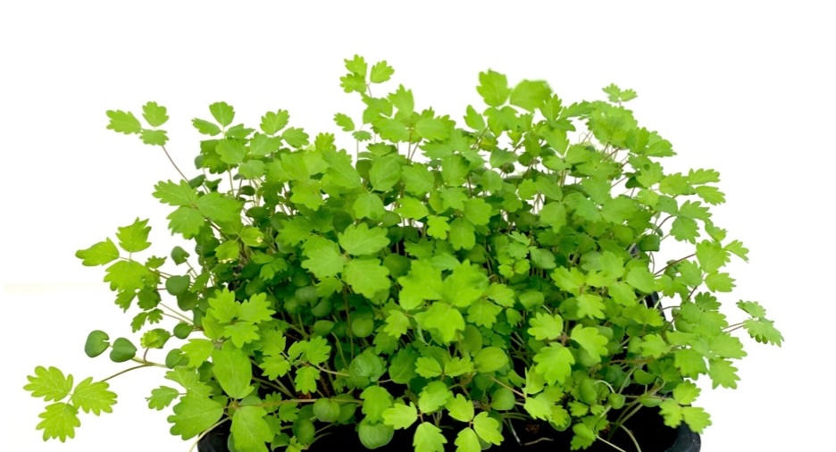 feuilles de pimprenelle plante aromatique