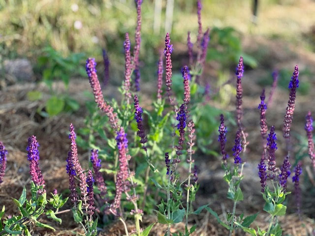sauge des bois bio violet queen nemorosa le jardin aromatique