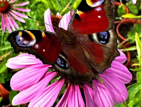 papillon sur fleur d'echinacée