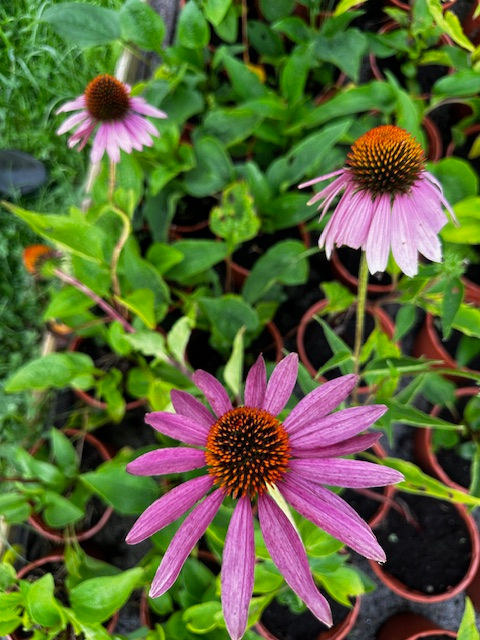 echinacée pourpre bio echinacea angustifolia purpurea