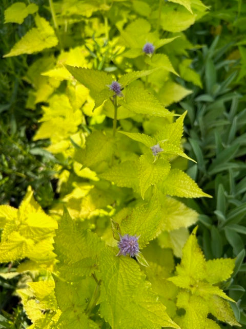 Aromatique vivace médicinale et mellifère agastache golden jubilee