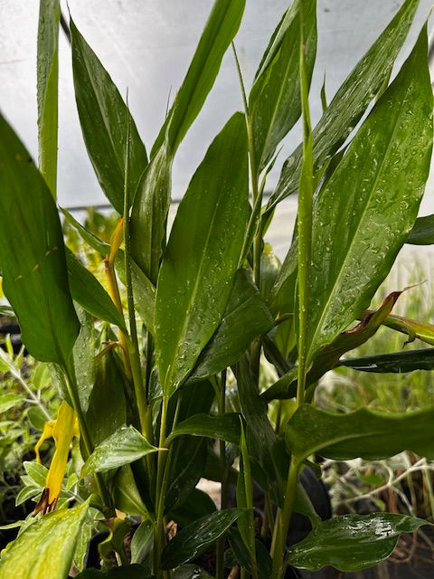 gingembre thai au jardin aromatique