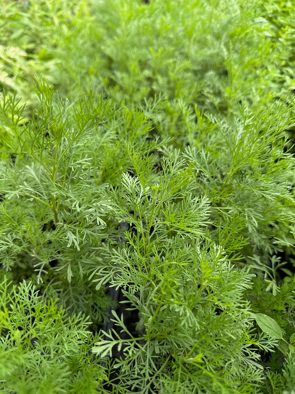 armoise cola bio en vente au jardin aromatique