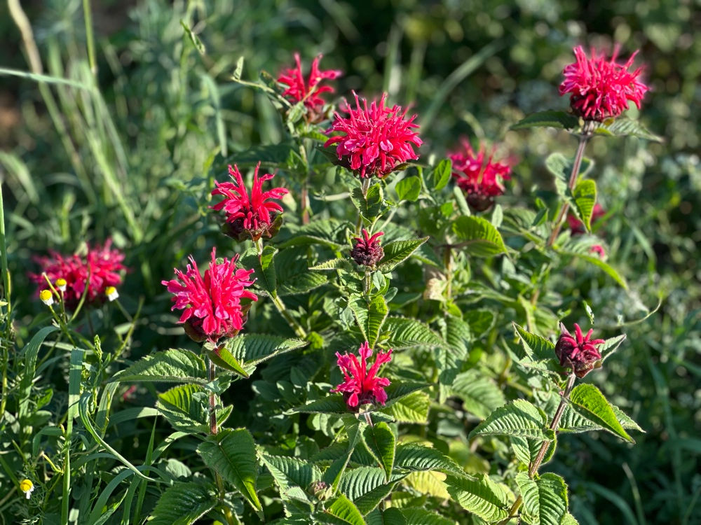 monarde panorama rouge bio