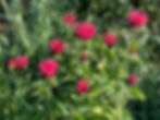 monarde panorama rouge bio