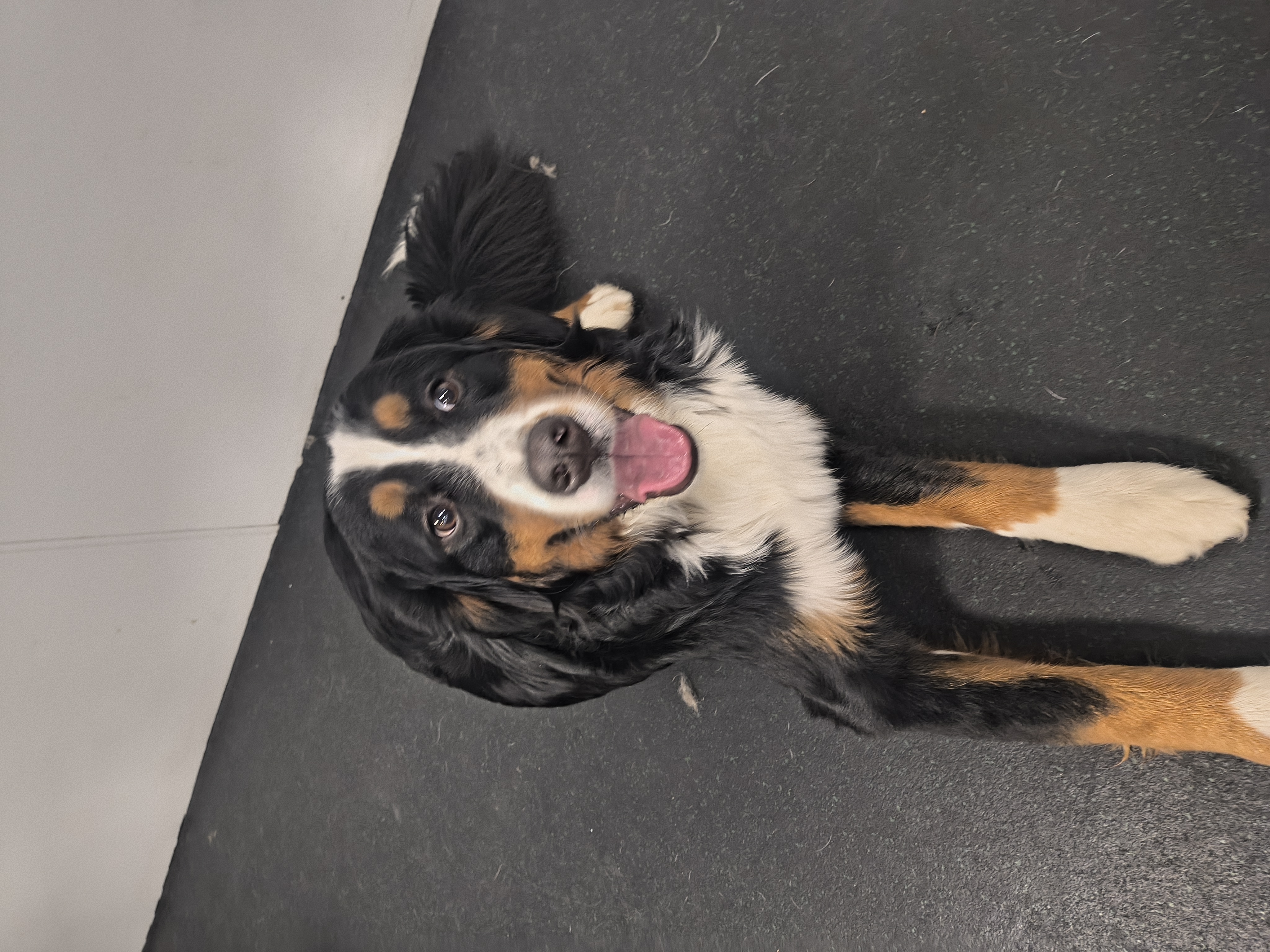 dog-3.jpg