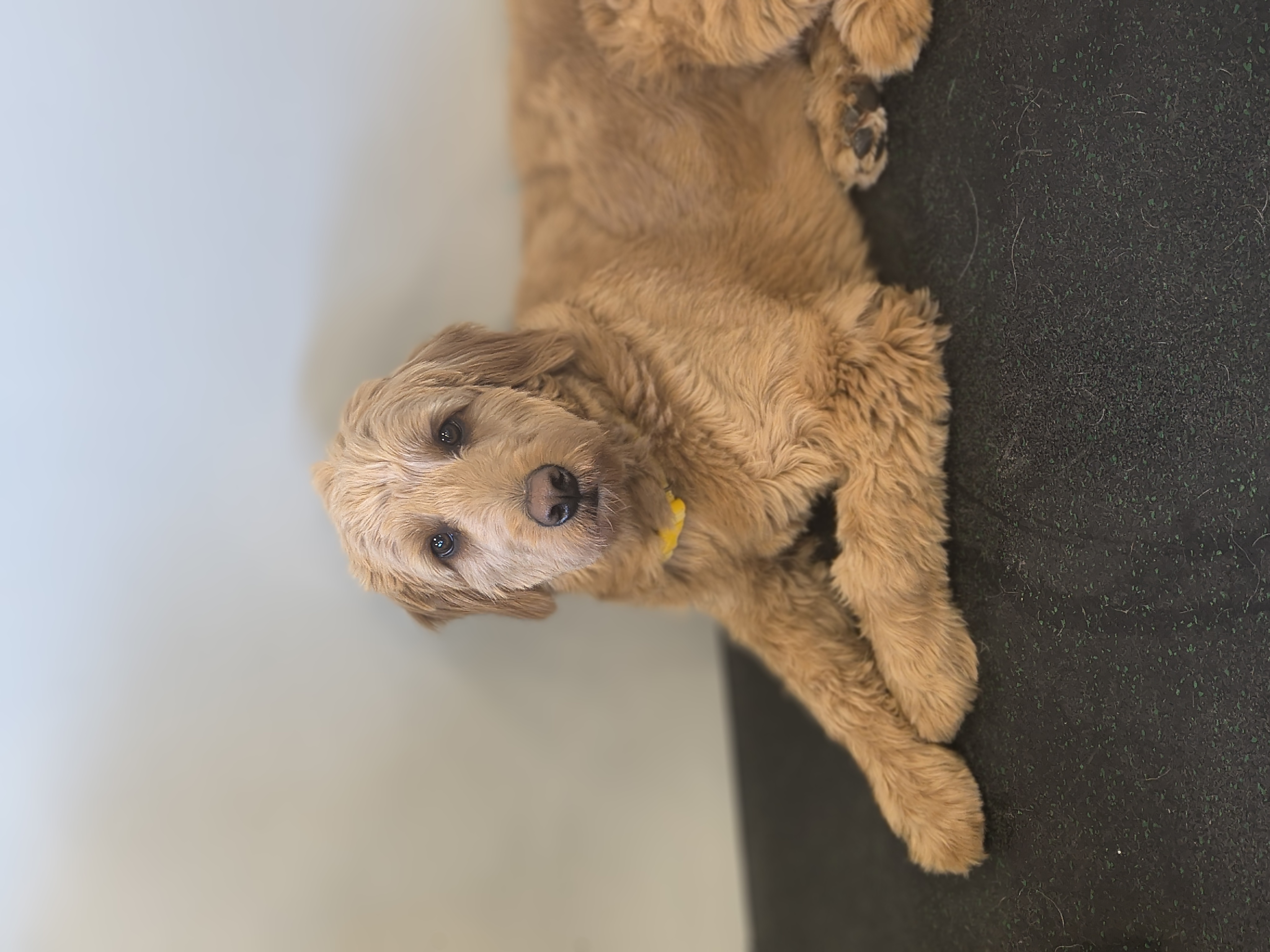 dog-2.jpg
