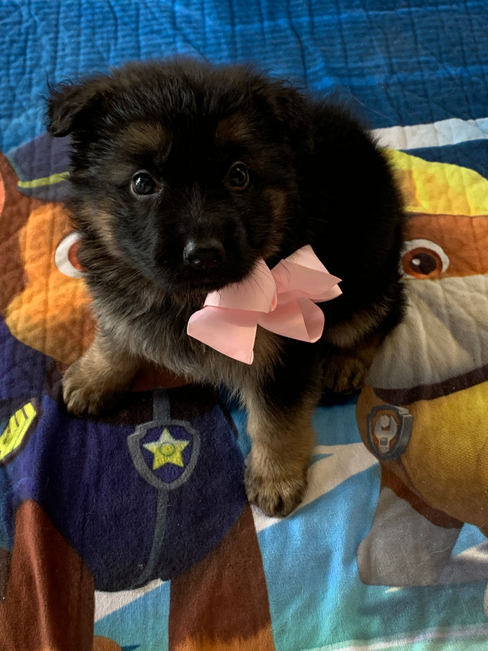 Pink Female 6 weeks old.jpeg