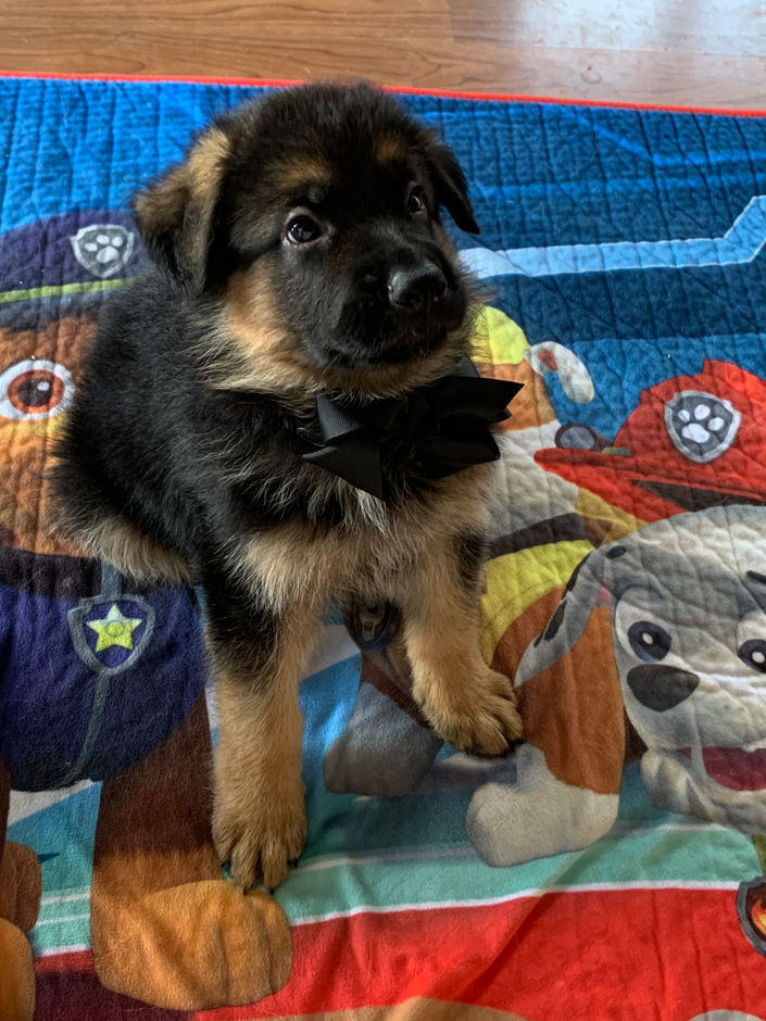 Black Male 6 weeks old.jpeg