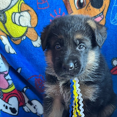 Di Tharik Stripe 5 weeks.jpeg