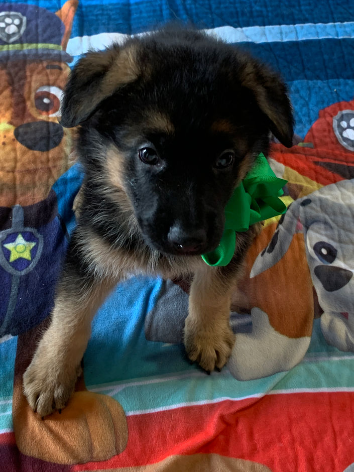 Green Male 6 weeks old.jpeg