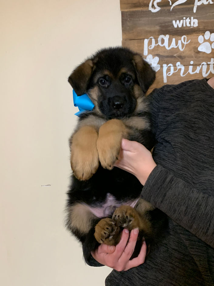 Blue Male 7 weeks old.jpeg