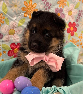 Jasmin Diablo Pink 5 weeks.jpeg