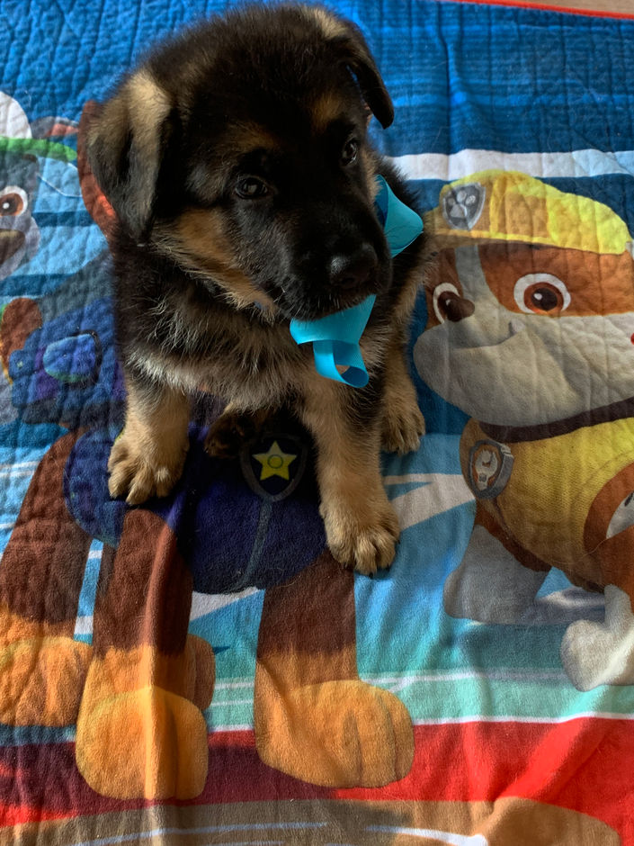 Blue Male 6 weeks old.jpeg
