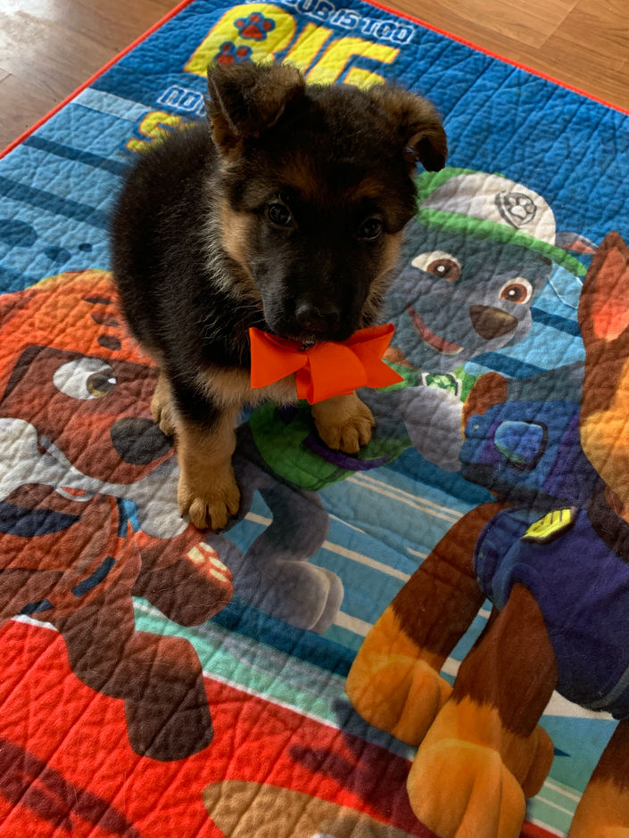 Orange Female 6 weeks old.jpeg