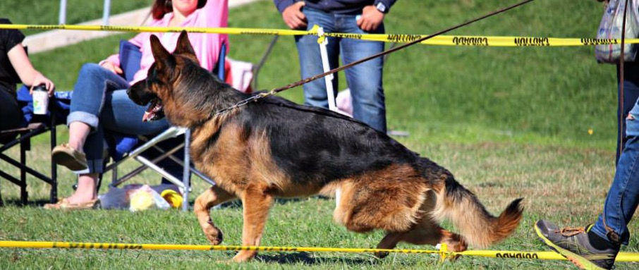 sv german shepherd breeders