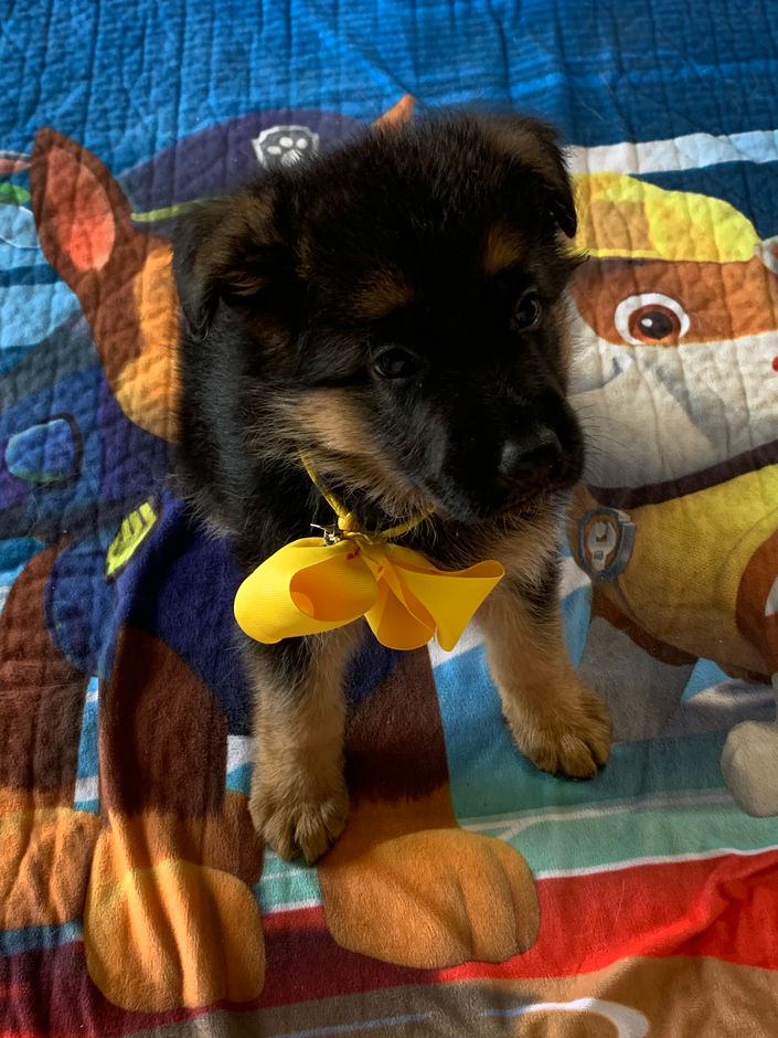 Yellow Female 6 weeks old.jpeg