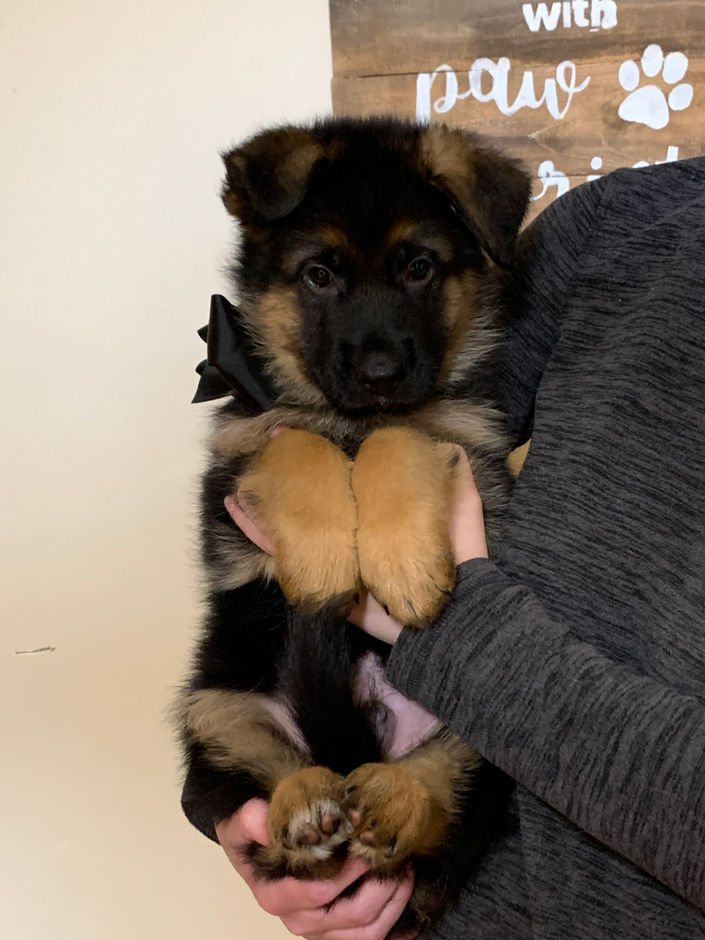 Black Male 7 weeks old.jpeg