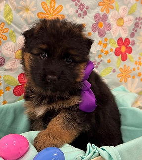 Jasmin Diablo Purple 5 weeks.jpeg