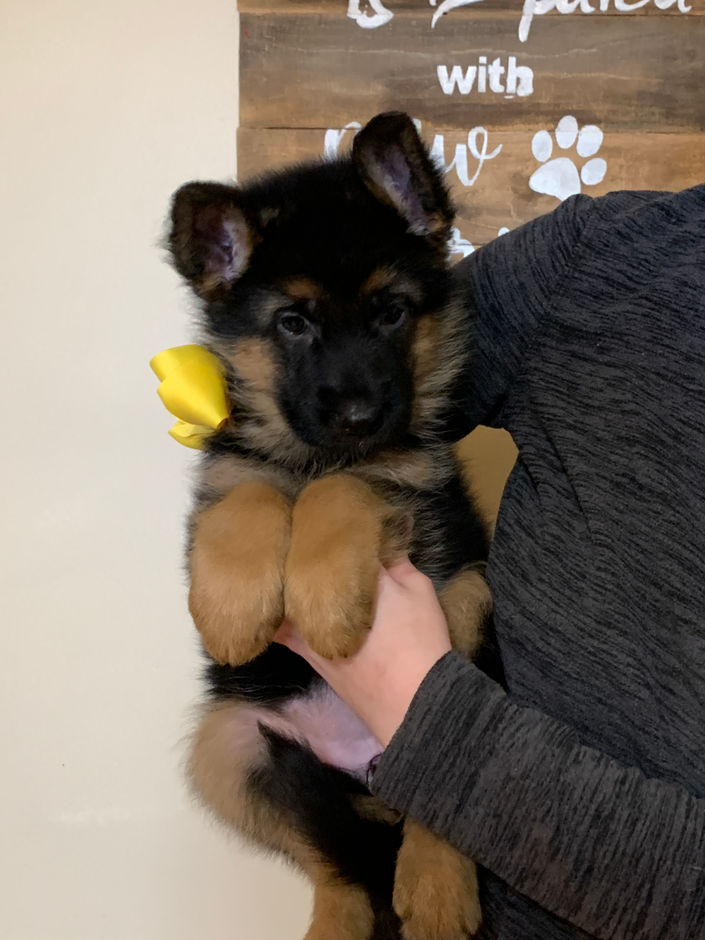 Yellow Female 7 weeks old.jpeg