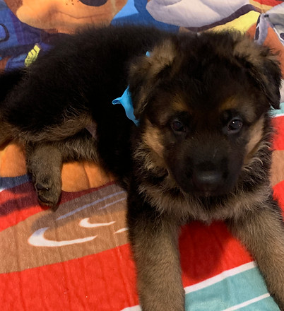 Blue Male 5 weeks old.jpeg