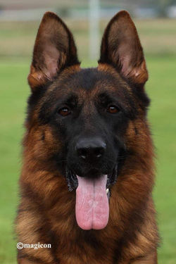 Rockey face shot