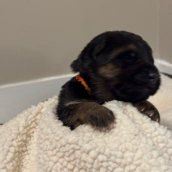 orange female 1 week.jpeg